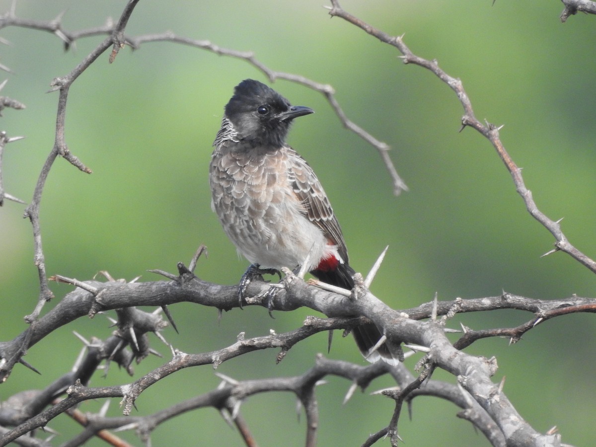 Red-vented Bulbul - ML448280661