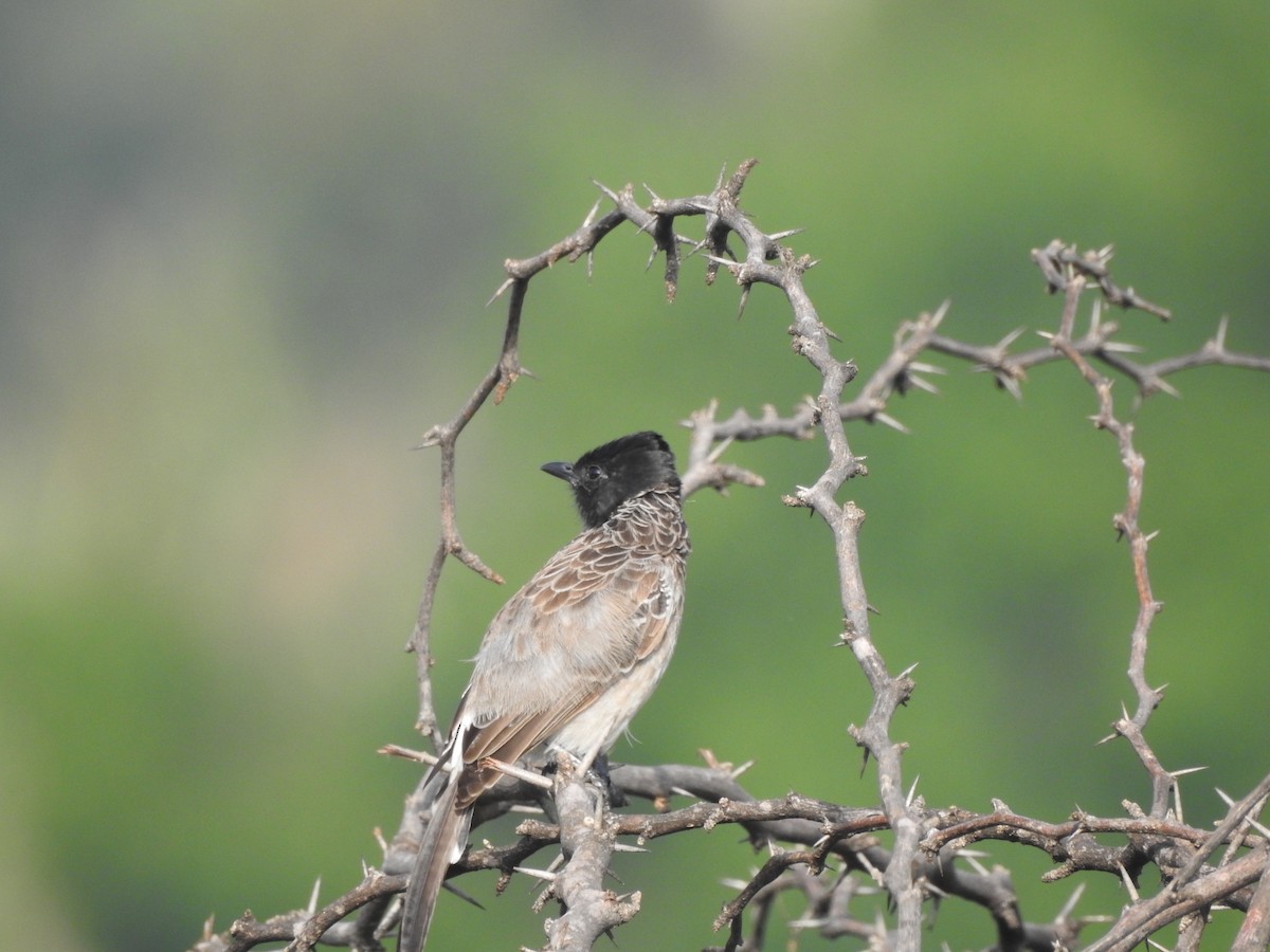 Red-vented Bulbul - ML448280681
