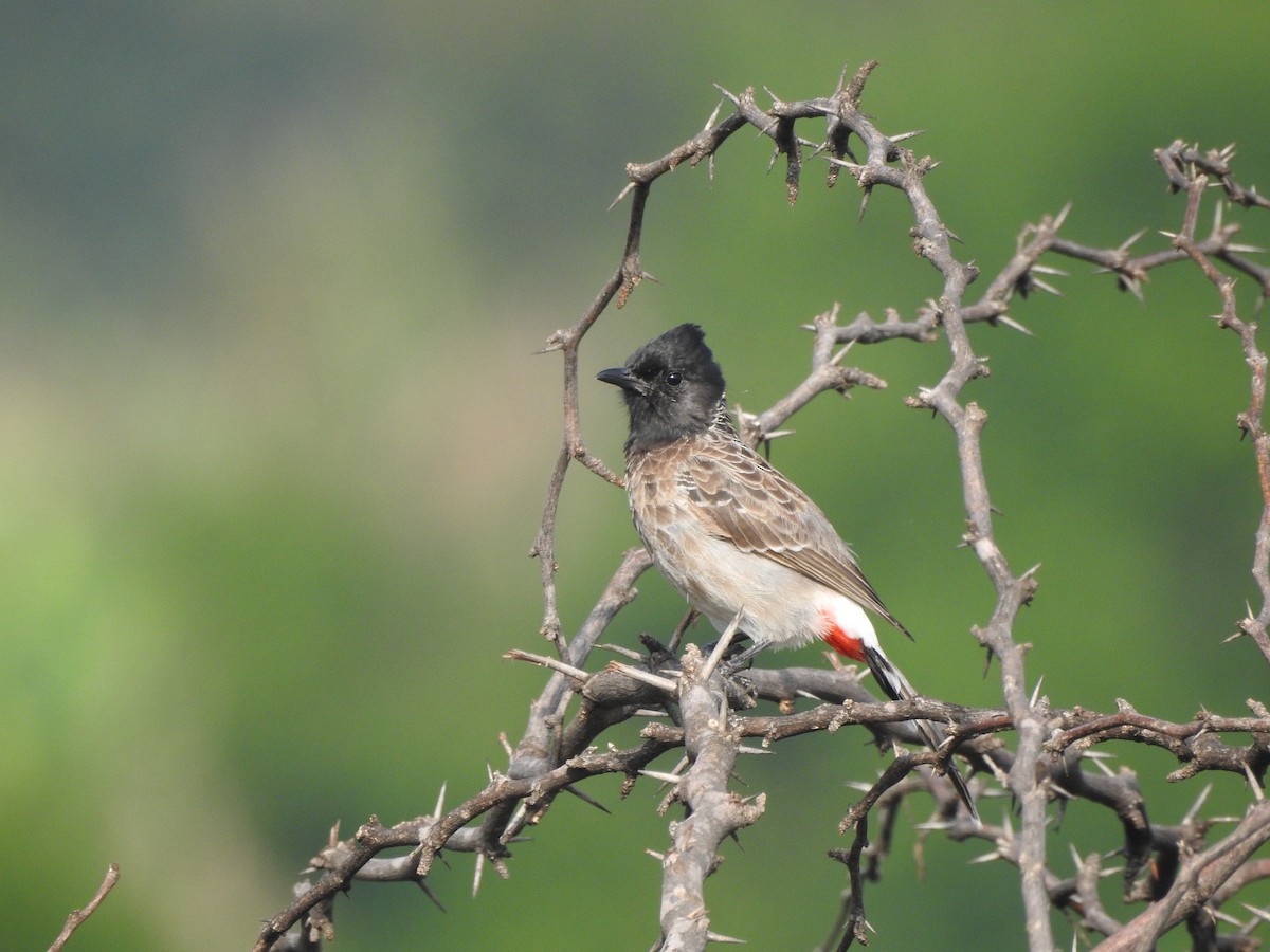 Red-vented Bulbul - ML448280701