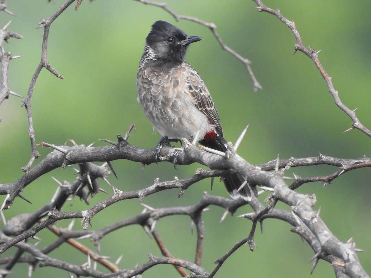 Red-vented Bulbul - ML448280731
