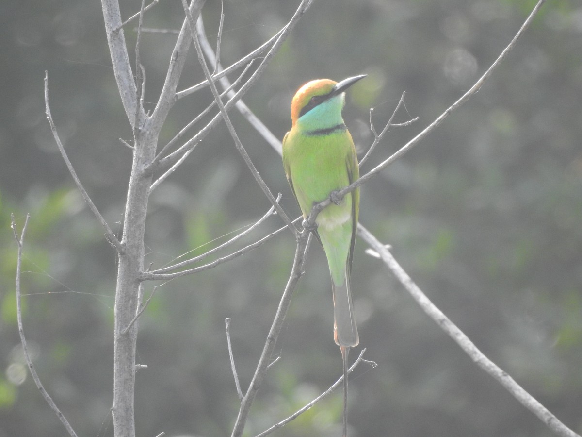 Asian Green Bee-eater - ML448281331