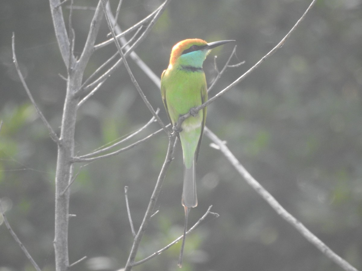 Asian Green Bee-eater - ML448281351