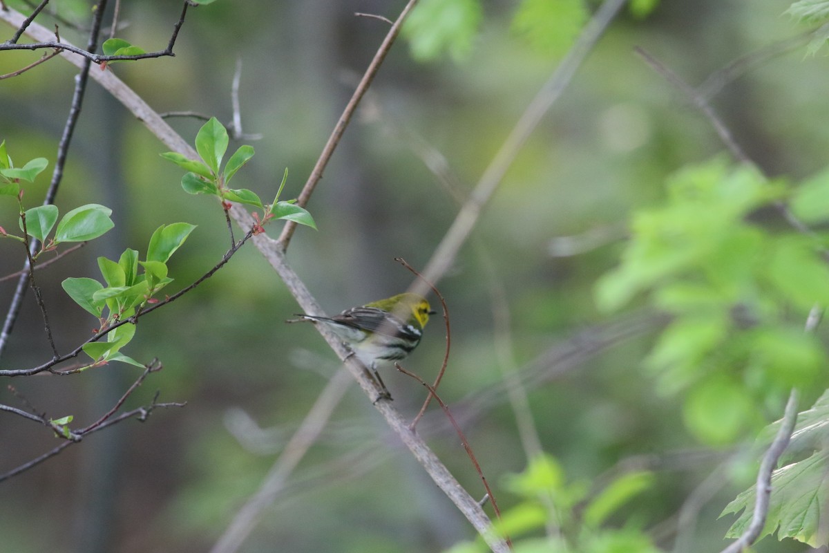 Black-throated Green Warbler - ML448284351