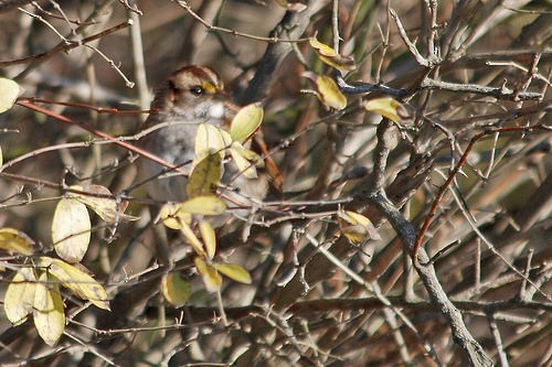 White-throated Sparrow - Larry Clarfeld