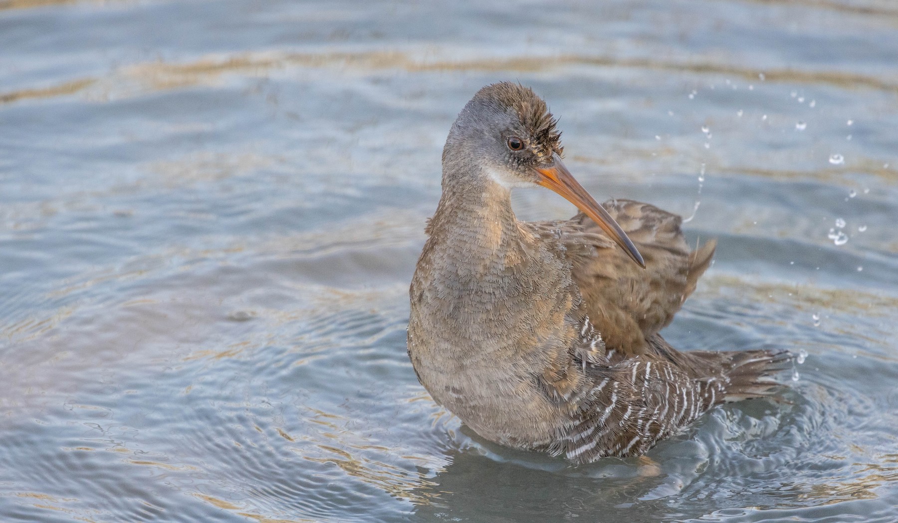 Clapper rail - Climate Adaptation Explorer