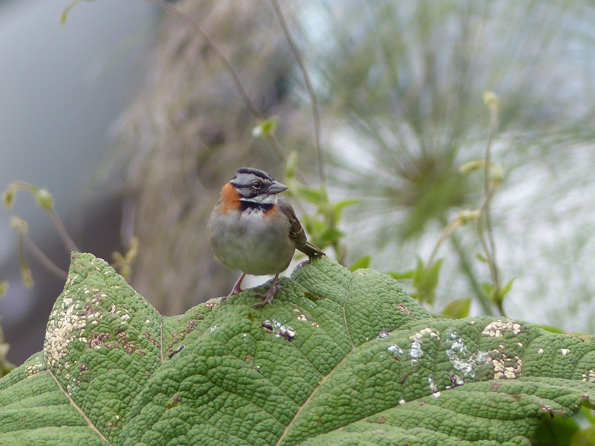 Rufous-collared Sparrow - ML448303971