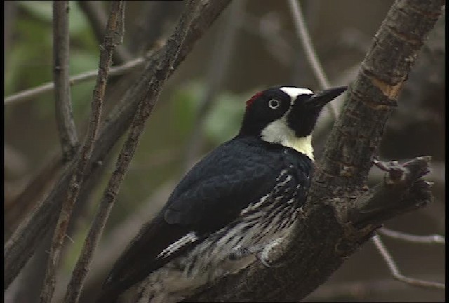 Acorn Woodpecker (Acorn) - ML448306