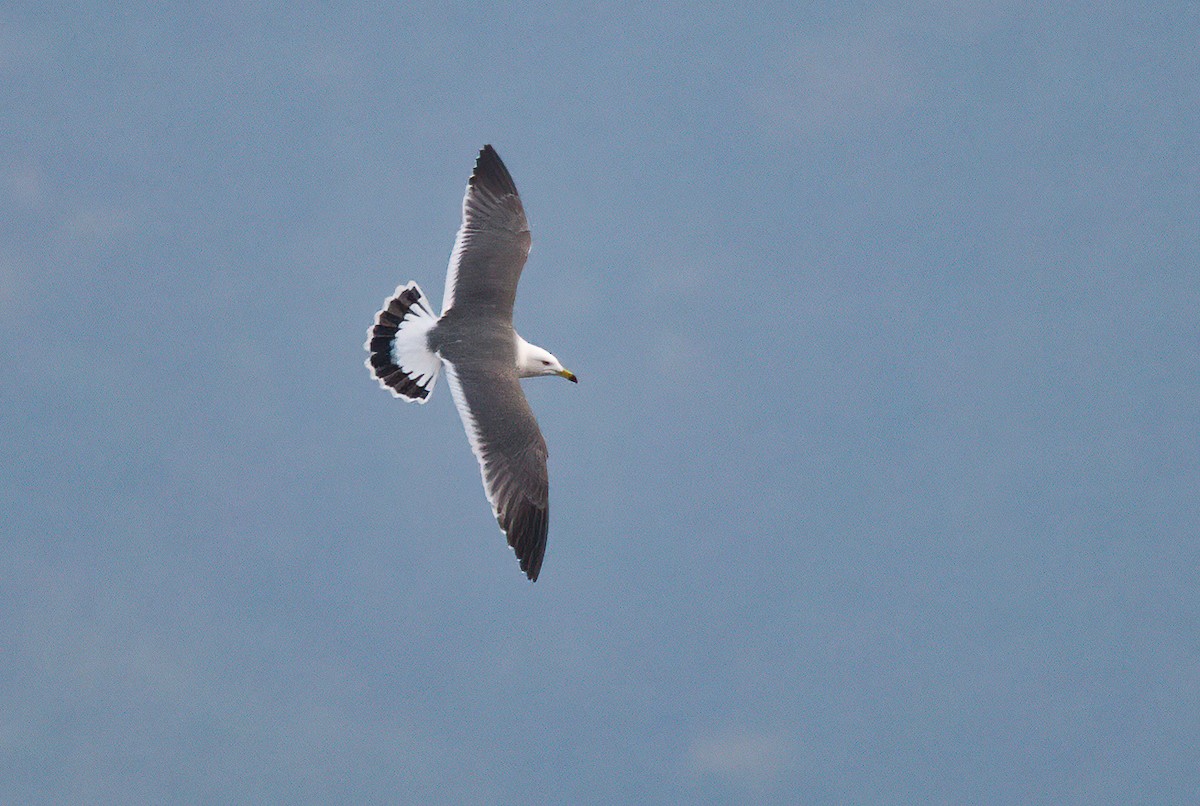 Black-tailed Gull - Chris Jones