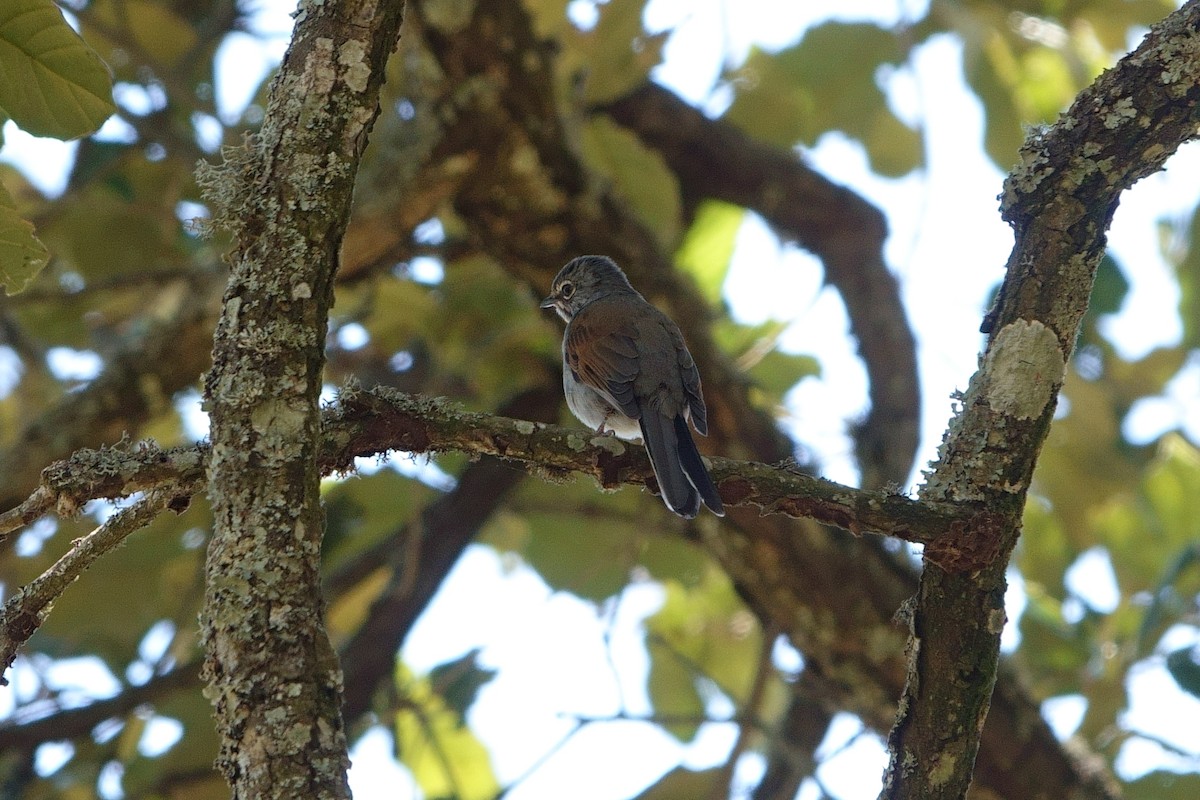 Brown-backed Solitaire - ML448308271