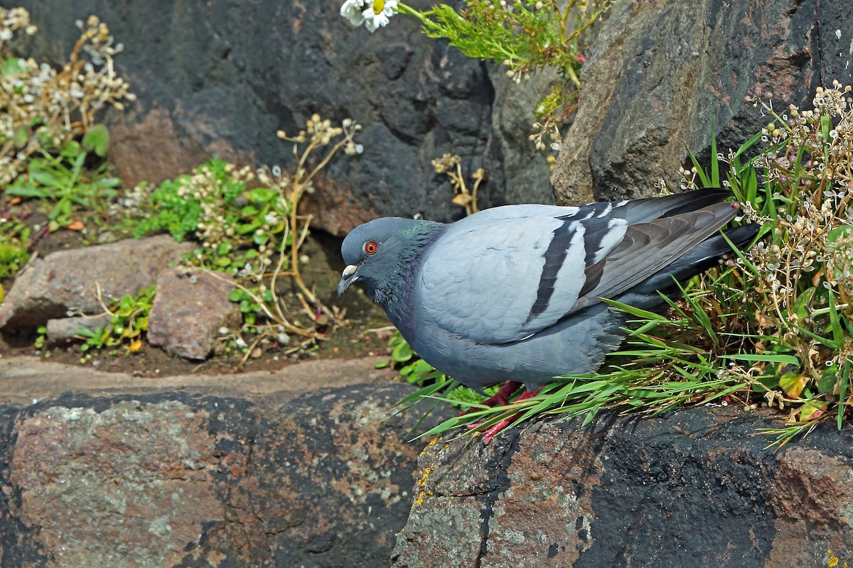 Rock Pigeon (Wild type) - Nigel Voaden