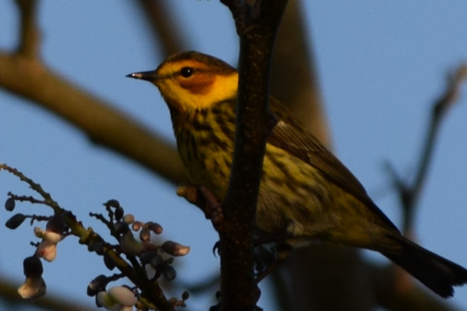 Cape May Warbler - ML448308391