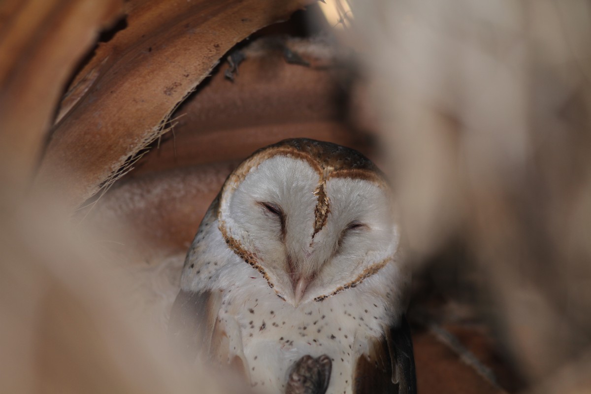 Barn Owl - Knut Hansen