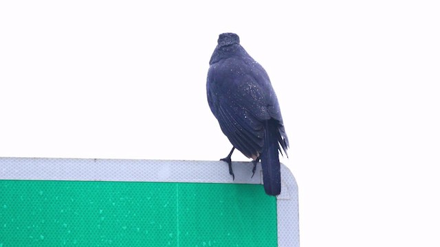 Тайваньская синяя птица - ML448309591