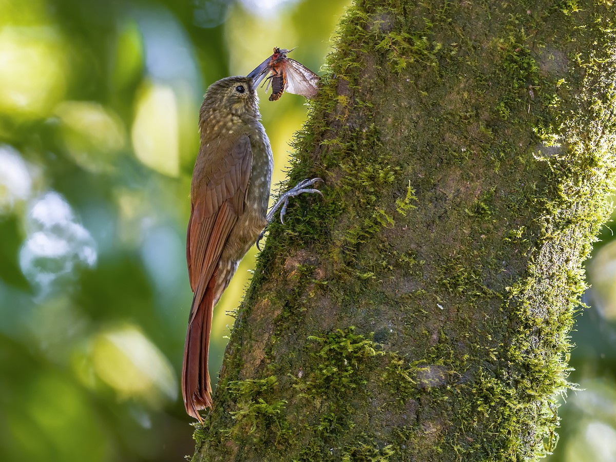 Spotted Woodcreeper - ML448312951