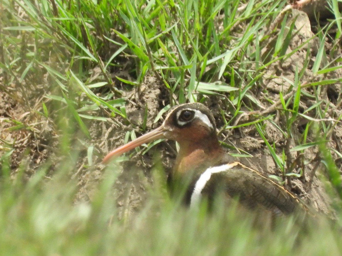 Greater Painted-Snipe - ML448315091