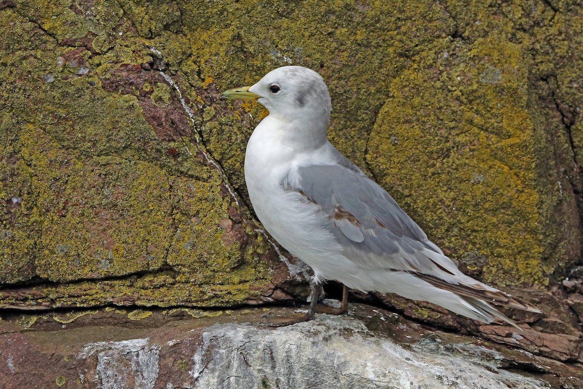 Mouette tridactyle (tridactyla) - ML44831621