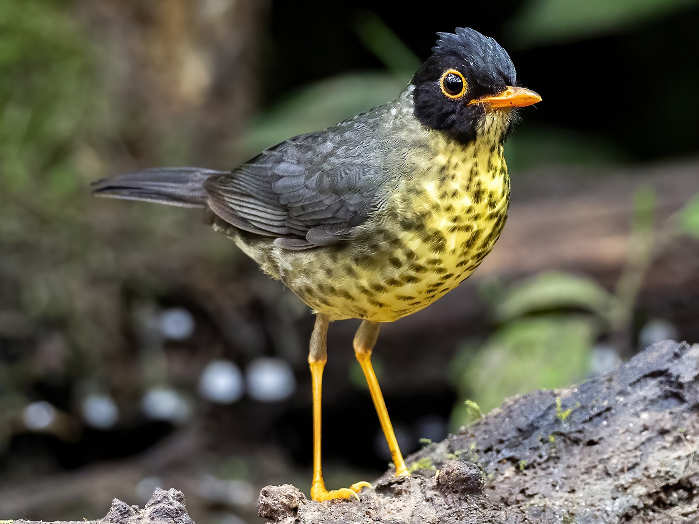 Speckled Nightingale-Thrush - Andres Vasquez Noboa