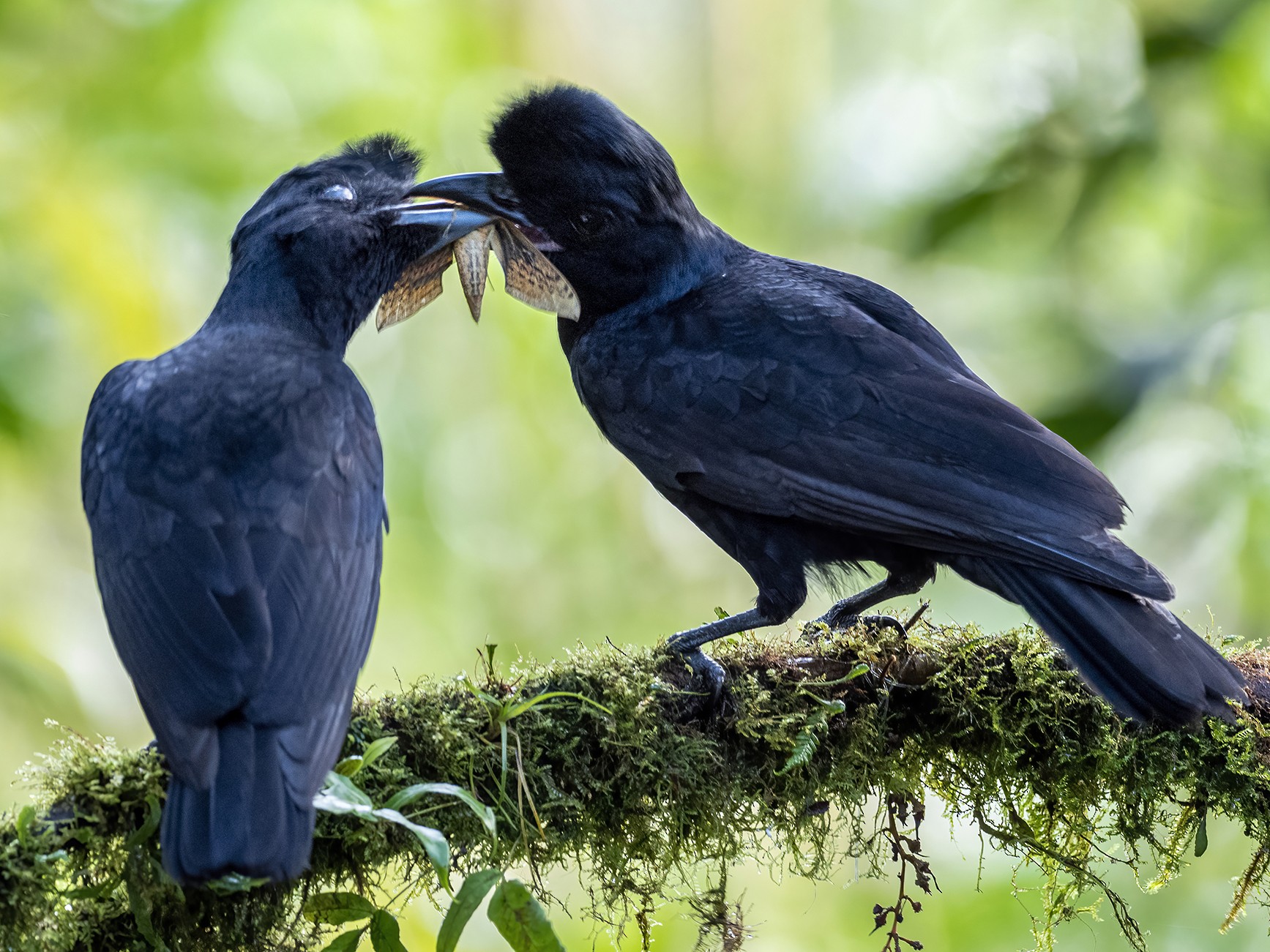 Long-wattled Umbrellabird - Andres Vasquez Noboa