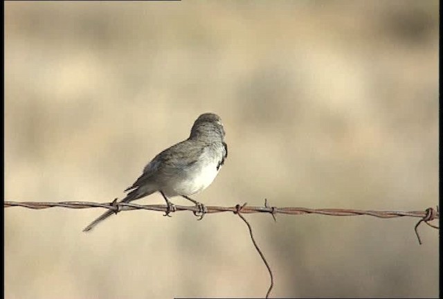 Black-throated Sparrow - ML448321