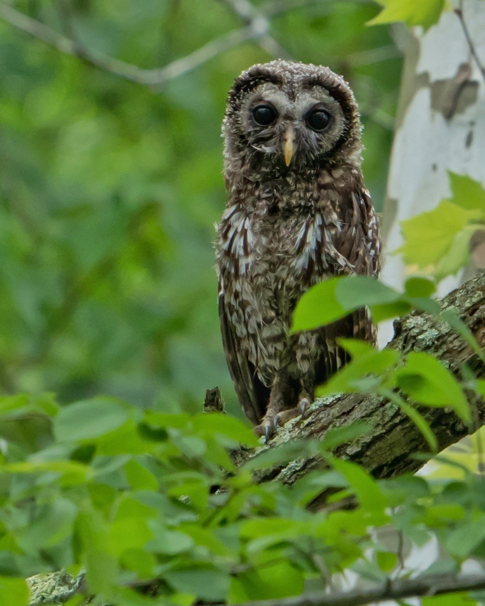 Barred Owl - ML448324521