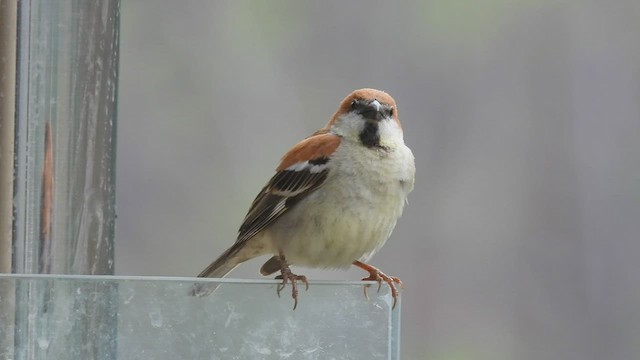 Russet Sparrow - ML448329021