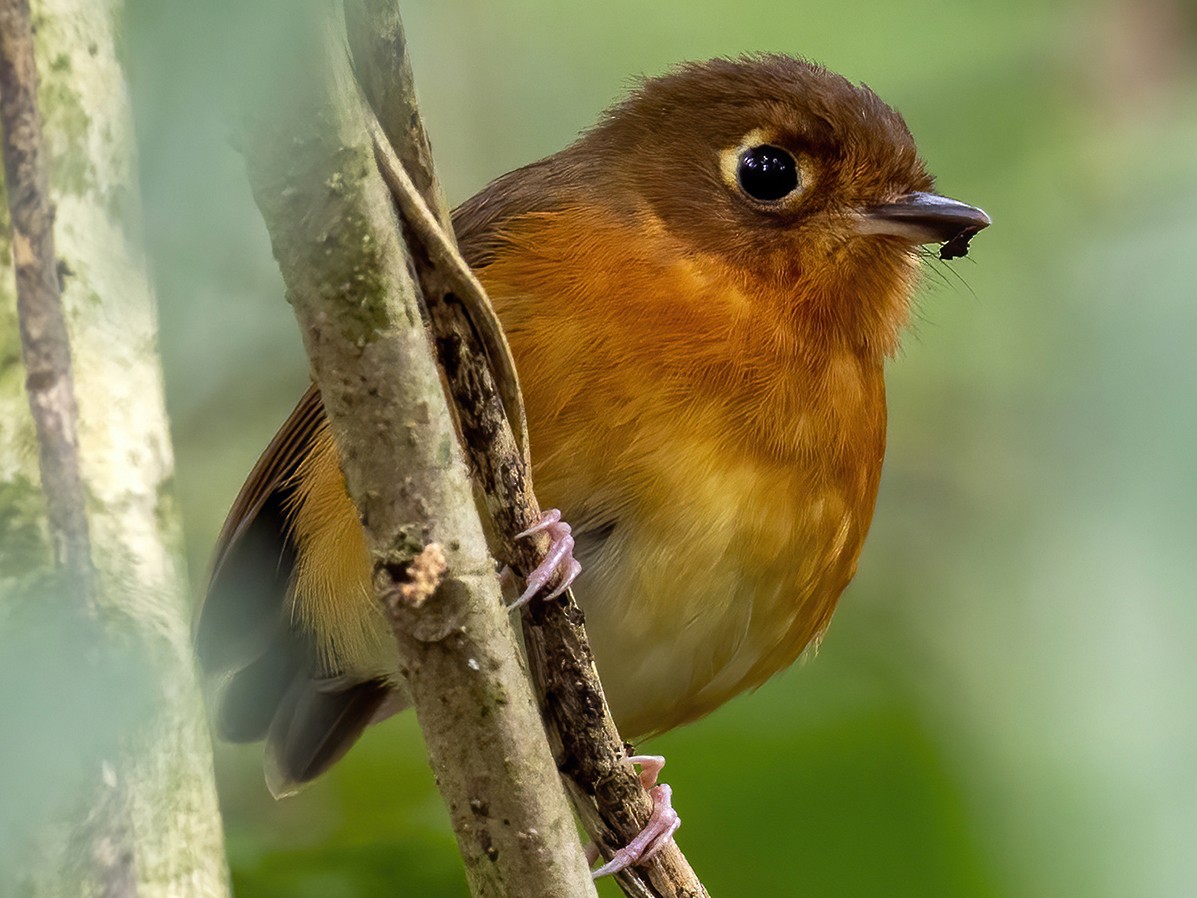 Rusty-breasted Antpitta - Andres Vasquez Noboa