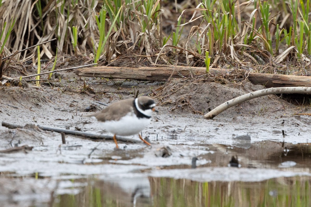 Semipalmated Plover - ML448332291