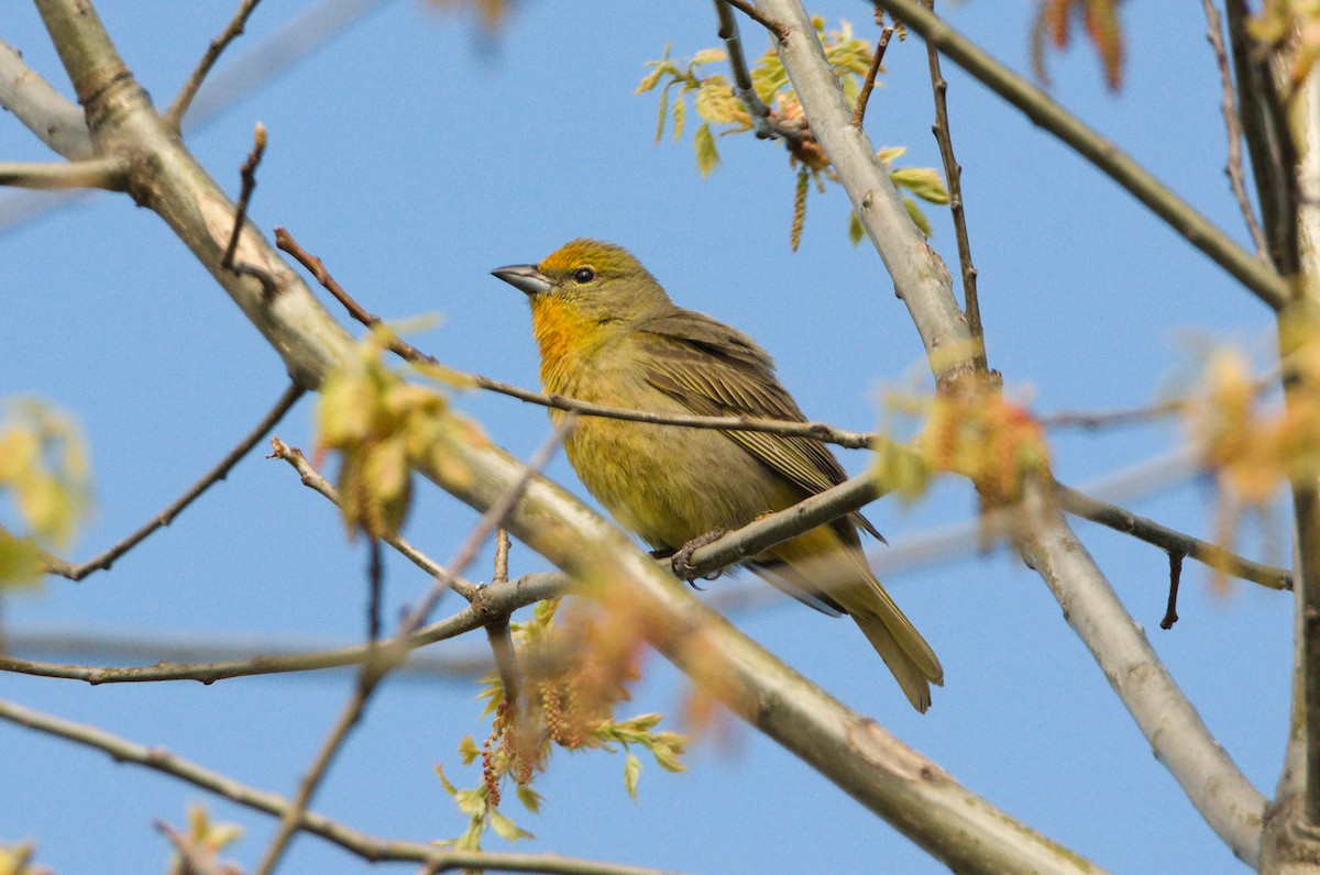 Hepatic Tanager - ML448333291