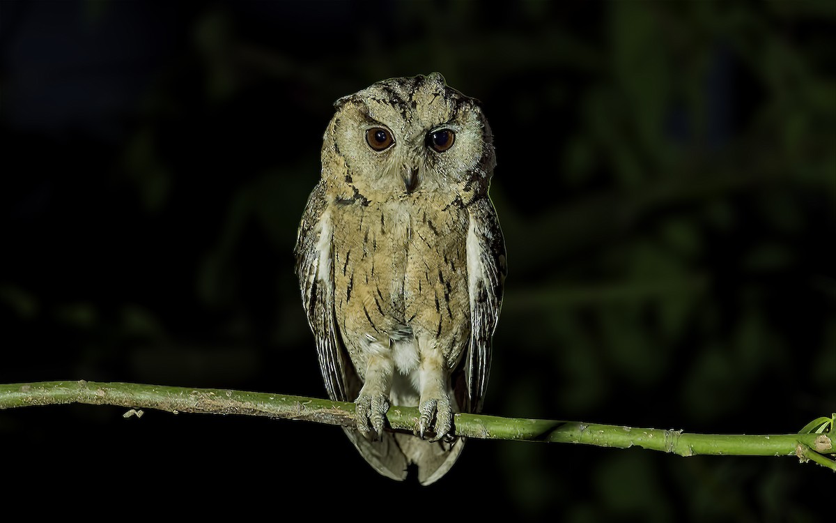 Indian Scops-Owl - ML448336781