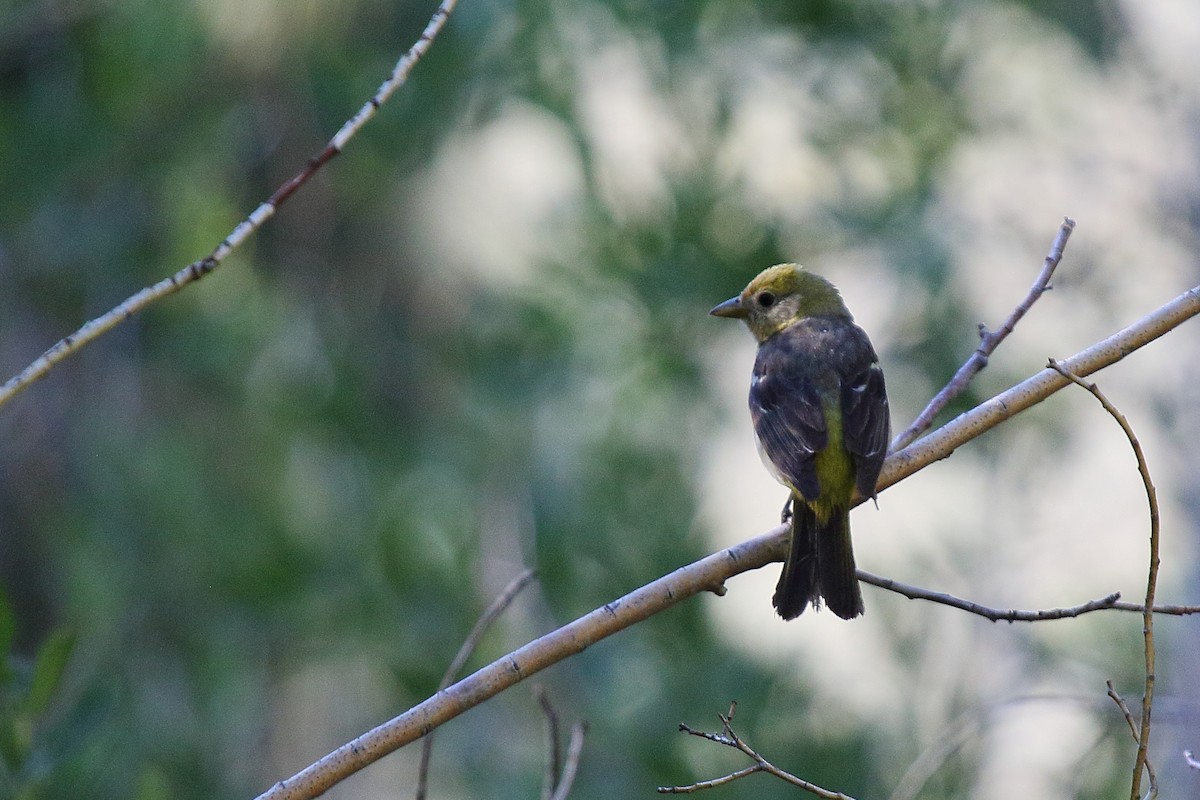 Western Tanager - ML448347641