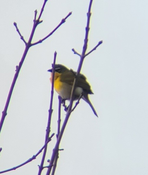 Yellow-breasted Chat - ML448350391