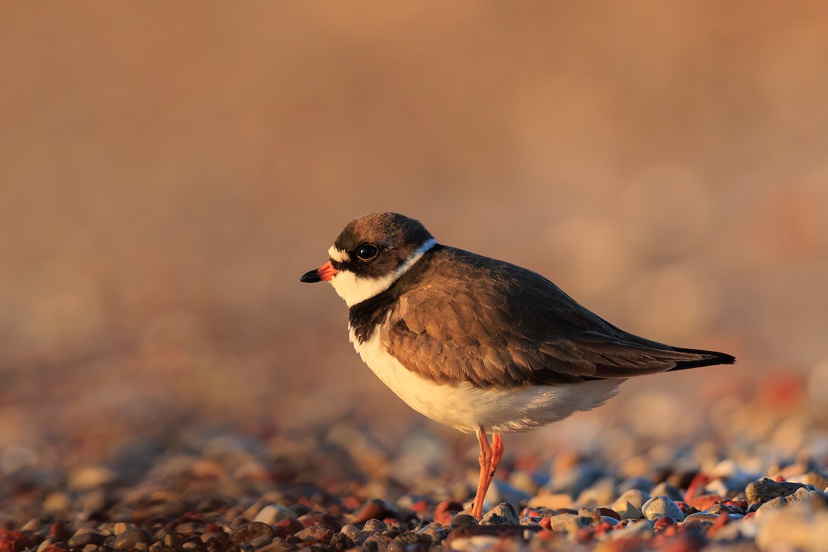 Semipalmated Plover - Brian Stahls