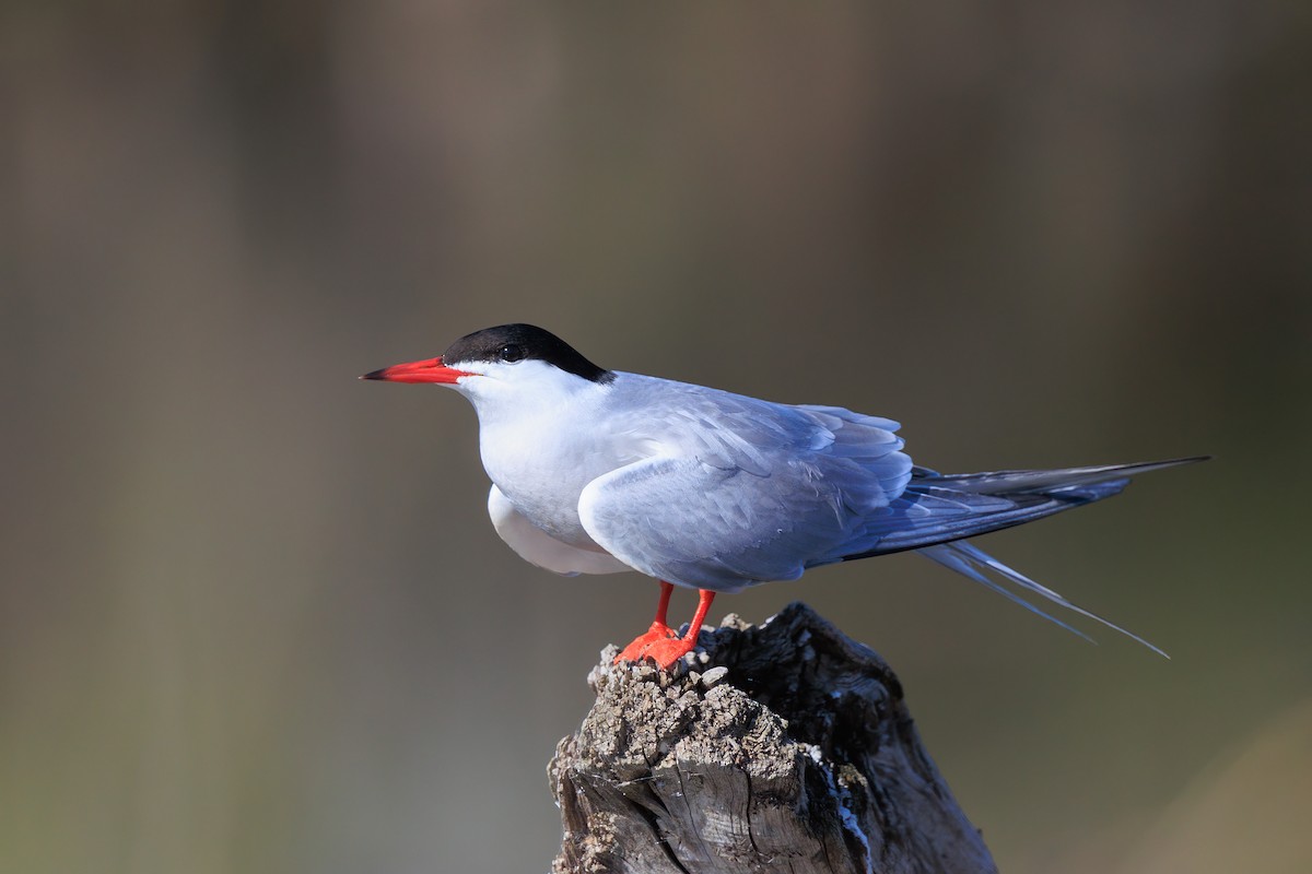 Common Tern - ML448350591