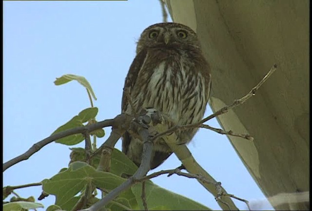 Northern Pygmy-Owl (Mountain) - ML448354