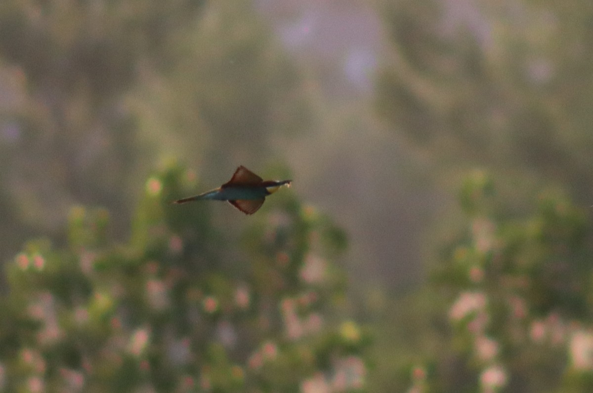 European Bee-eater - ML448354361