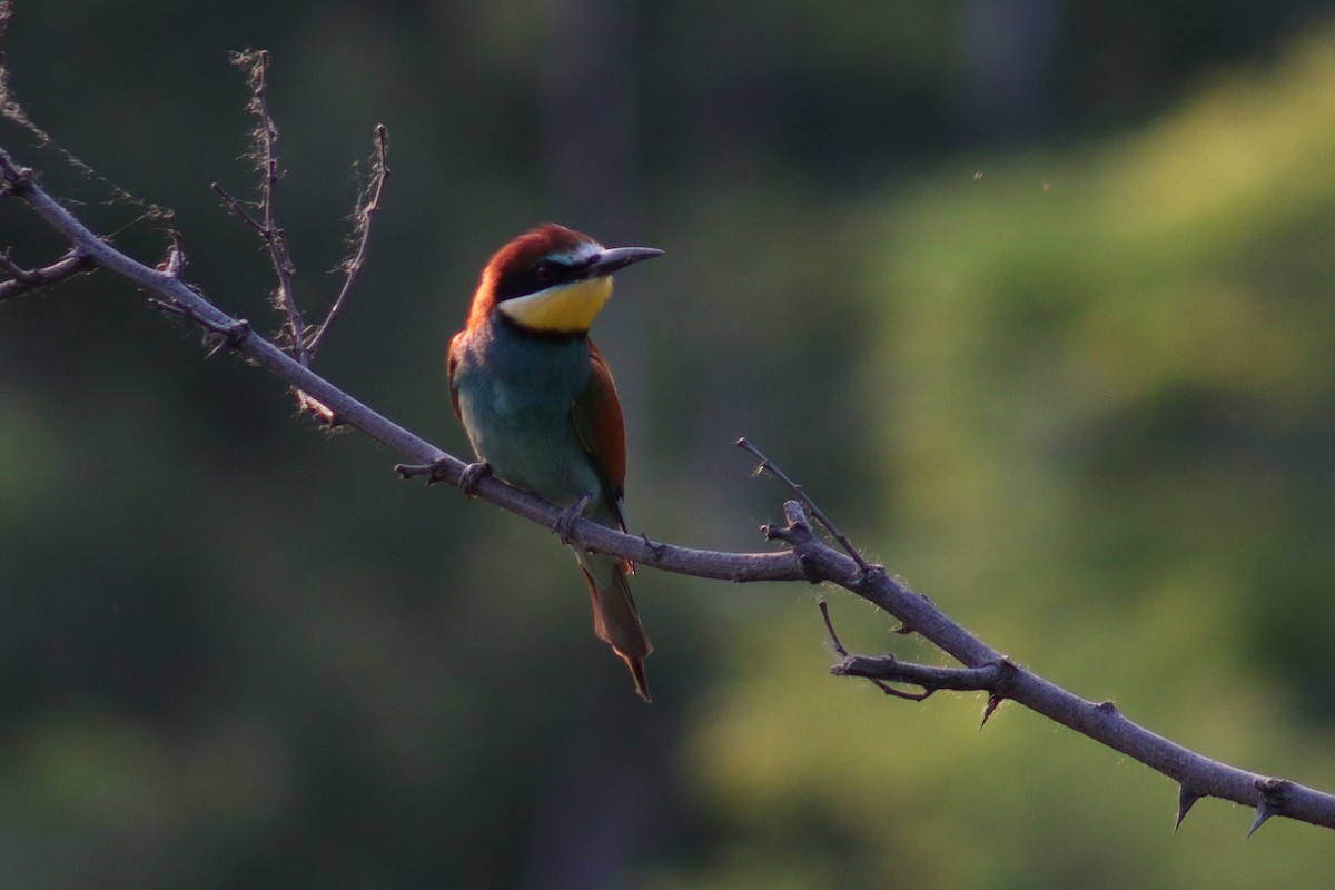 European Bee-eater - ML448354411