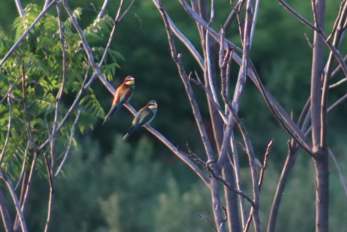 European Bee-eater - ML448354451