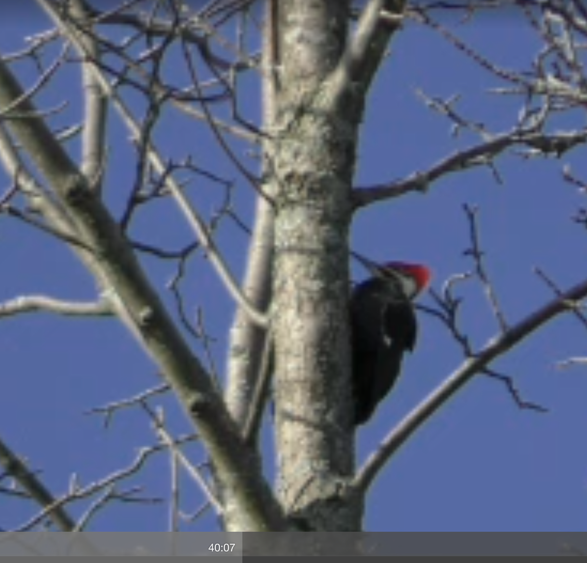 Pileated Woodpecker - ML44835451