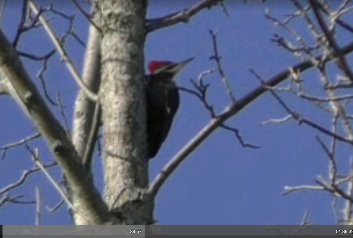Pileated Woodpecker - ML44835481