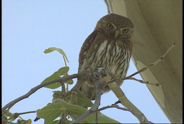 Northern Pygmy-Owl (Mountain) - ML448355
