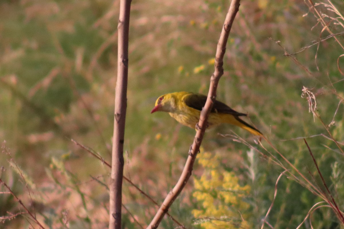 Indian Golden Oriole - ML448355911