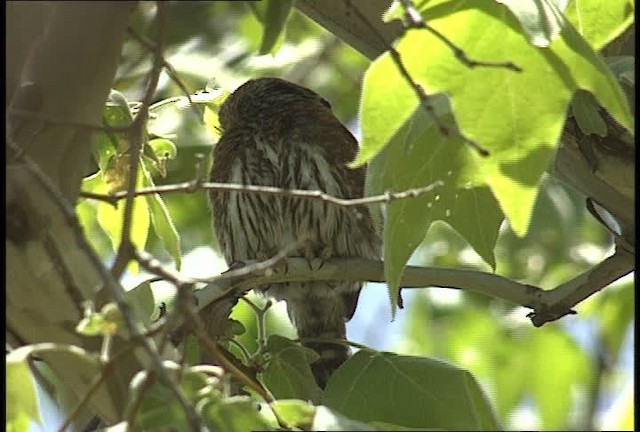 Northern Pygmy-Owl (Mountain) - ML448357