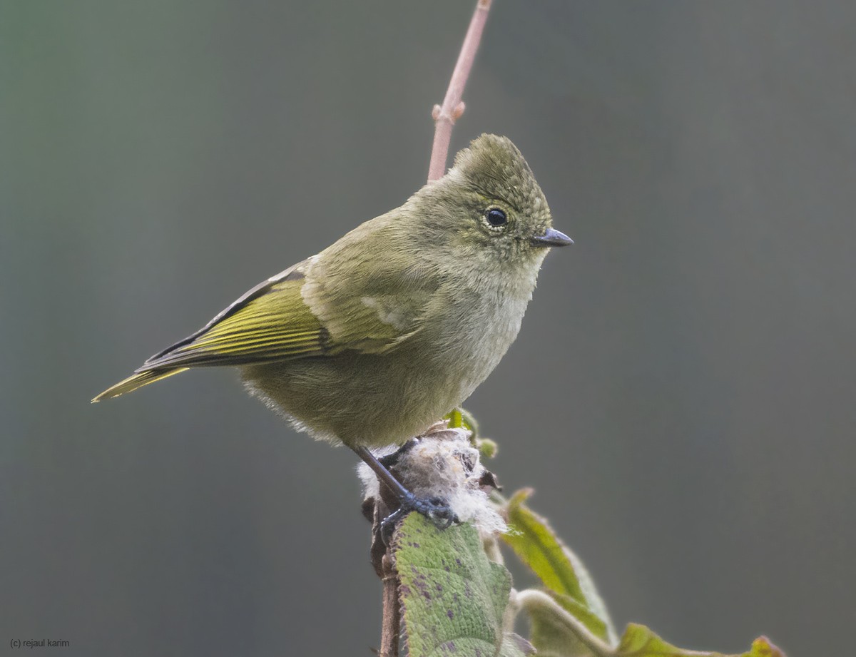 Yellow-browed Tit - ML448358931