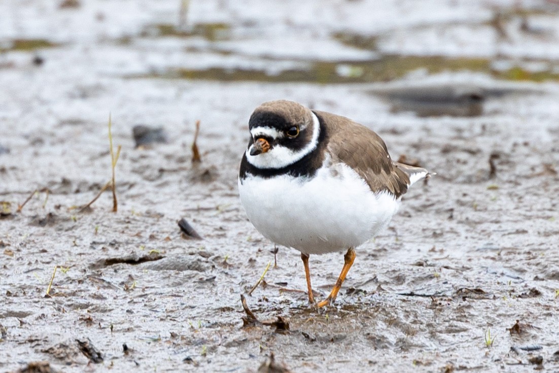 Semipalmated Plover - Victor A