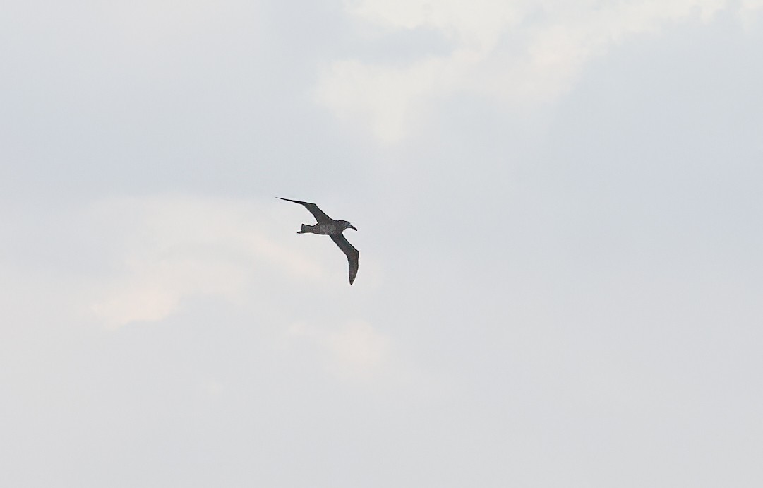 Black-footed Albatross - ML448363241
