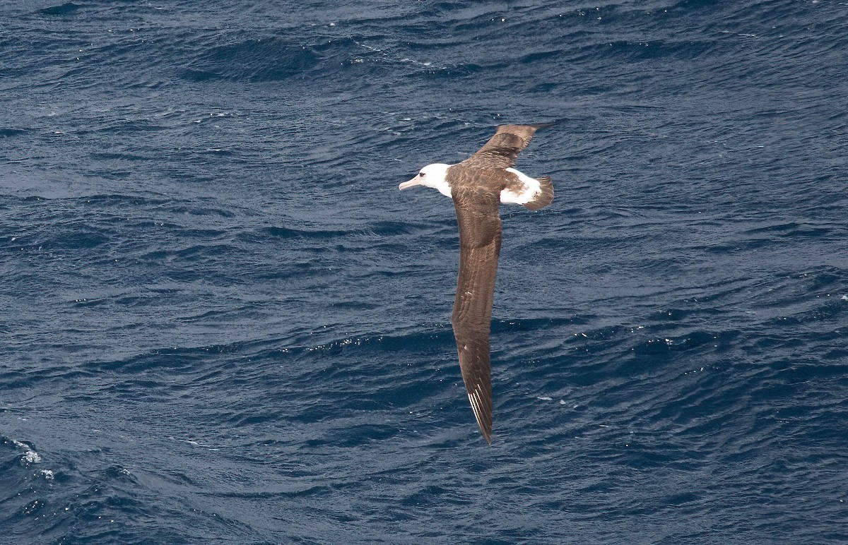 Laysan Albatross - ML448365021