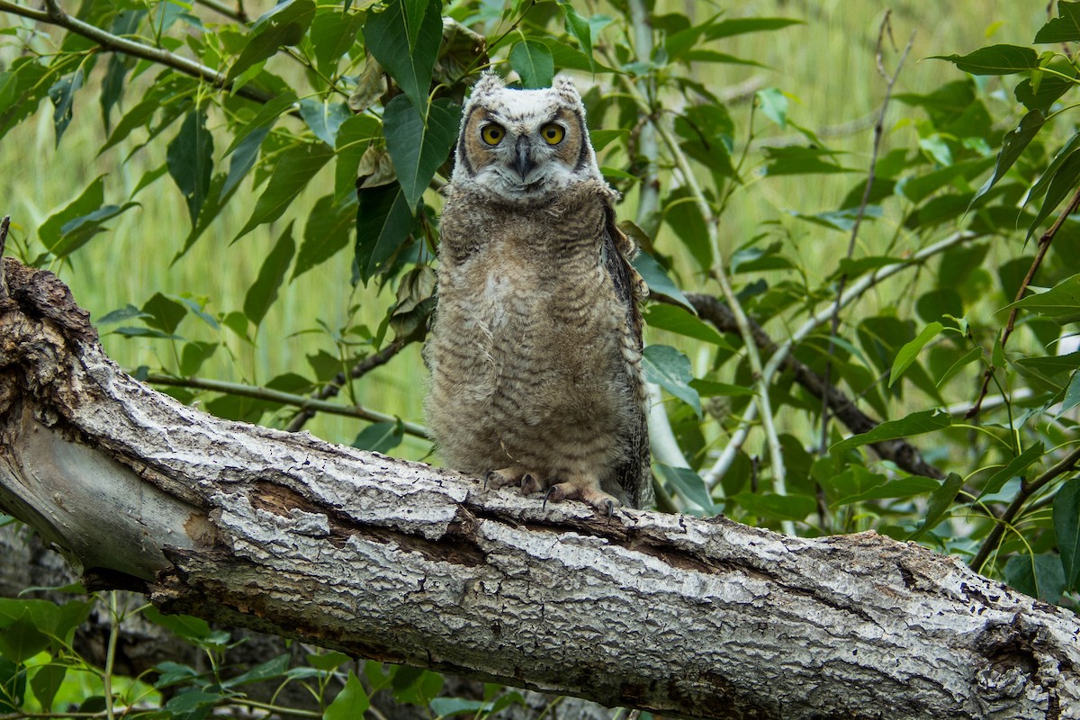 Great Horned Owl - ML44837041