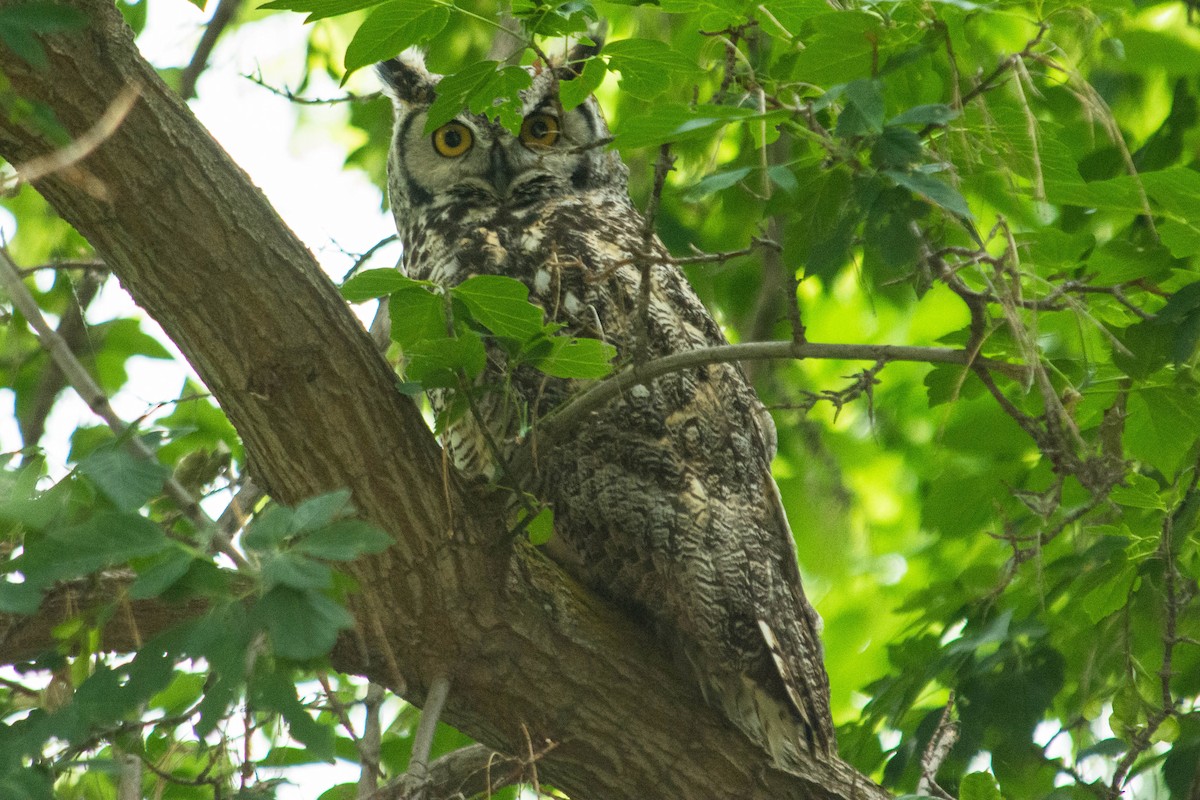Great Horned Owl - ML44837091
