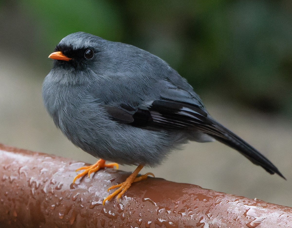 Black-faced Solitaire - ML448373251