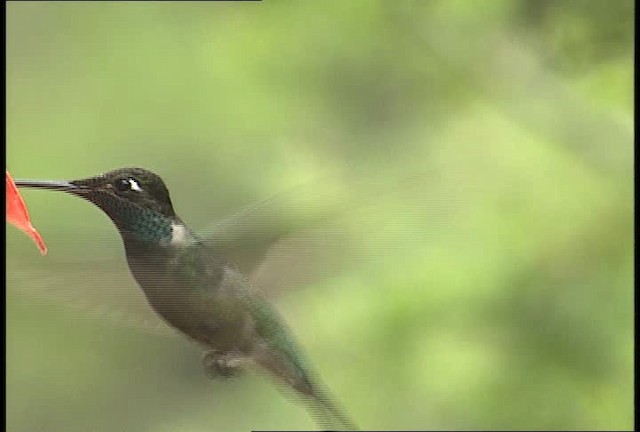 Rivoli's Hummingbird - ML448376